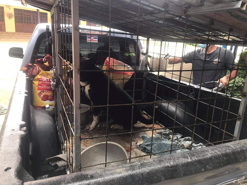 เวรกรรมของพระ คนทิ้งพิตบูลใต้กุฏิ 