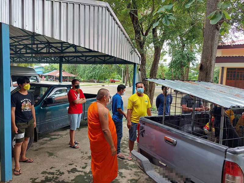 เวรกรรมของพระ คนทิ้งพิตบูลใต้กุฏิ 