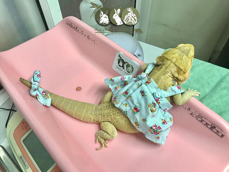 กิ้งก่า