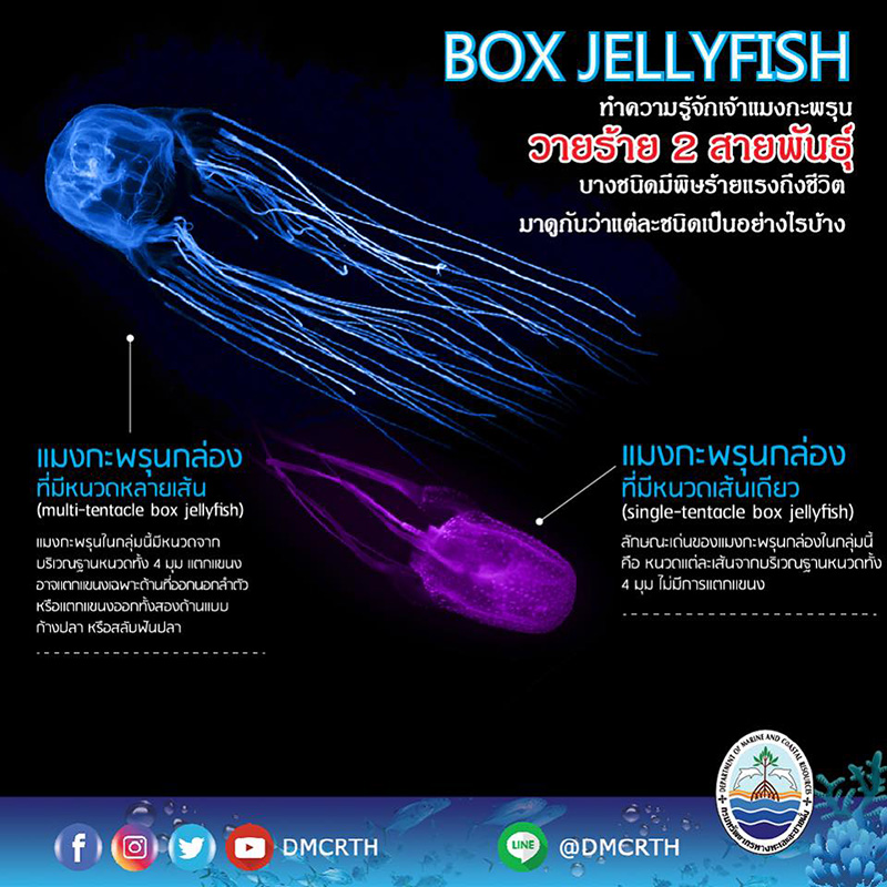 แมงกะพรุน