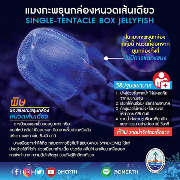 แมงกะพรุน