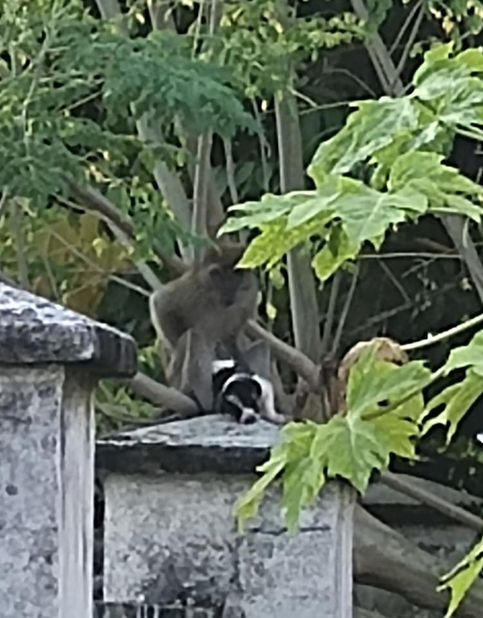 ลิงฉกลูกหมา ทำกังวลทั้งหมู่บ้าน