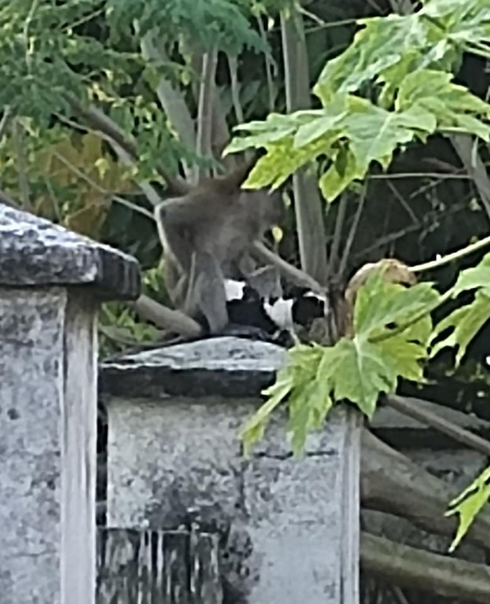 ลิงฉกลูกหมา ทำกังวลทั้งหมู่บ้าน