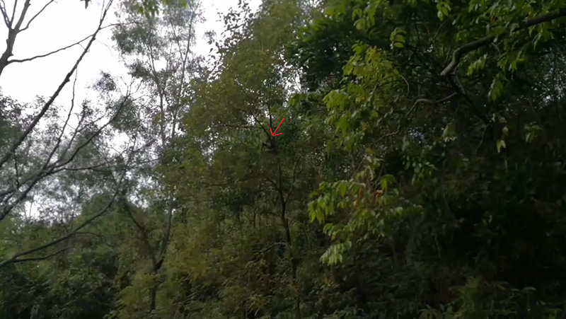 ลิงฉกลูกหมา ทำกังวลทั้งหมู่บ้าน