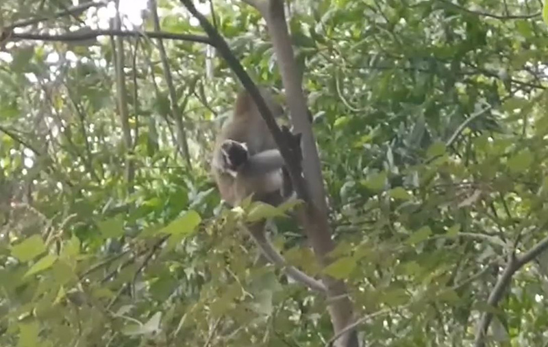 ลิงฉกลูกหมา ทำกังวลทั้งหมู่บ้าน