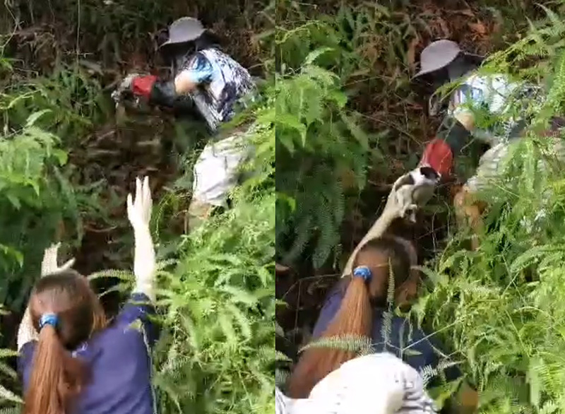 ลิงฉกลูกหมา ทำกังวลทั้งหมู่บ้าน