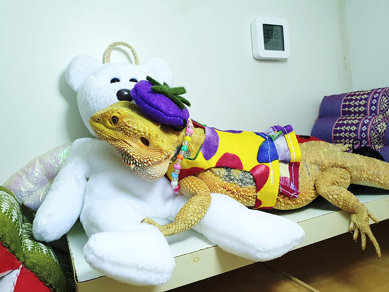 กิ้งก่า