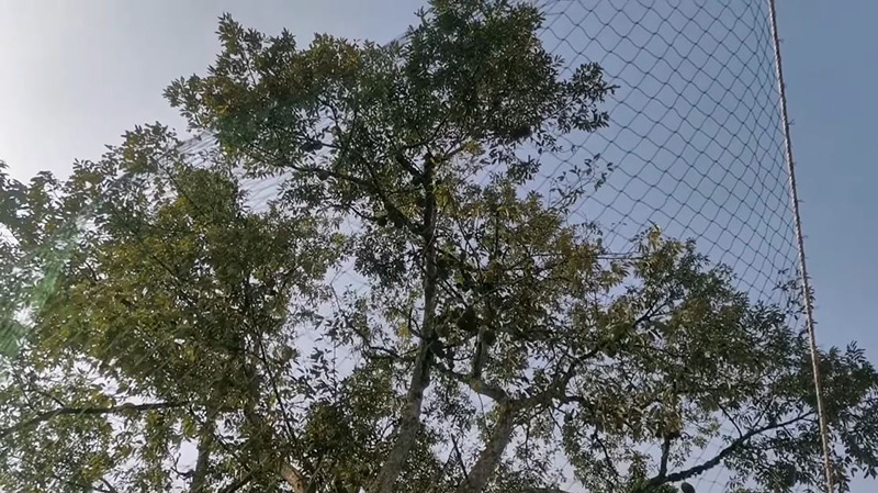 หนุ่มประชดขายอภินิหารทุเรียนบิน