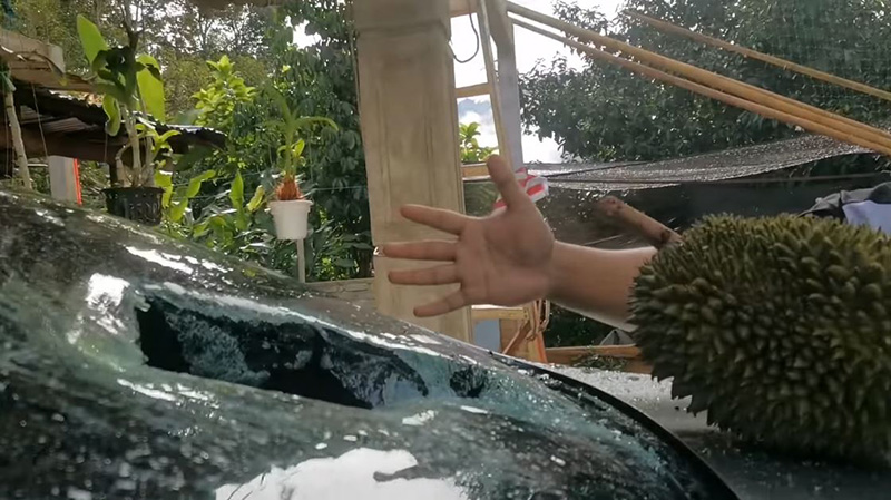 หนุ่มประชดขายอภินิหารทุเรียนบิน