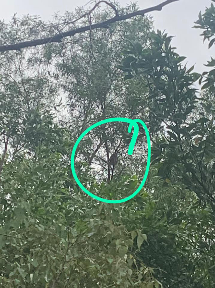 ลิงฉกลูกหมา ทำกังวลทั้งหมู่บ้าน