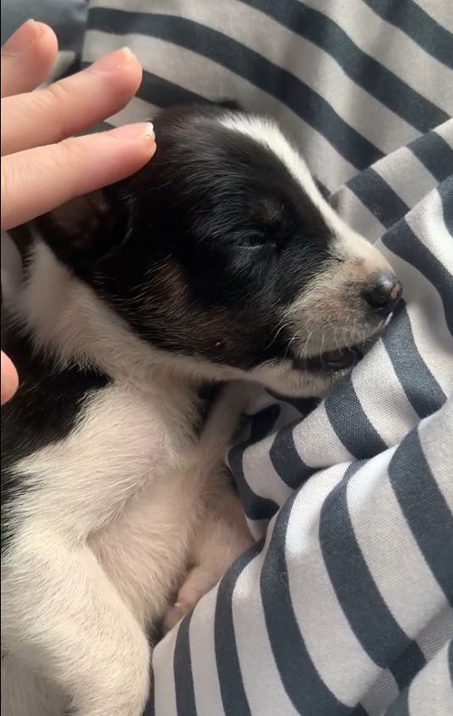 ลิงฉกลูกหมา ทำกังวลทั้งหมู่บ้าน