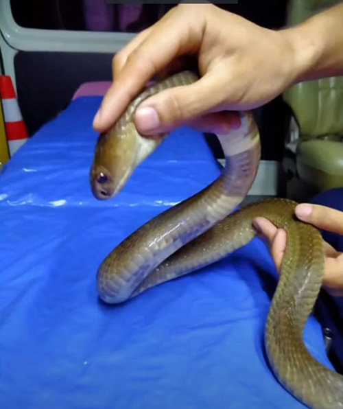 งูเห่าซุกใต้ผ้าห่ม เด็กน้อย 2 ขวบ