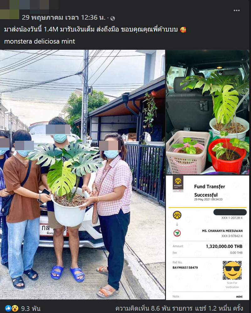 โพสต์ขายต้นไม้ ราคา 1.3 ล้านบาท