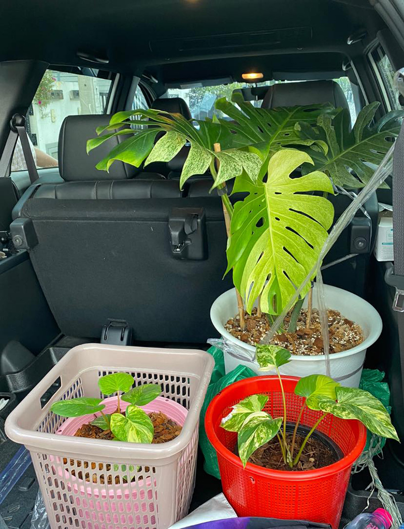 โพสต์ขายต้นไม้ ราคา 1.3 ล้านบาท