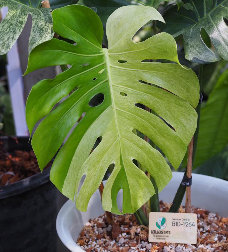 โพสต์ขายต้นไม้ ราคา 1.3 ล้านบาท