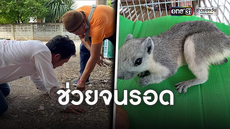 ช่วยกระรอกน้อย