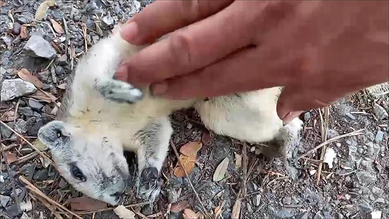 ช่วยกระรอกน้อย