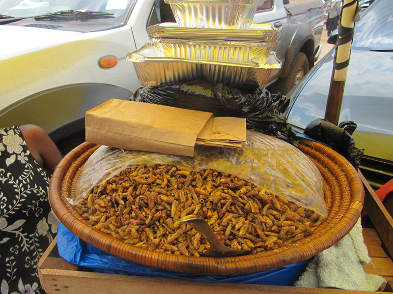 หนุ่มแบกตั๊กแตนทอดขายบนเครื่องบิน