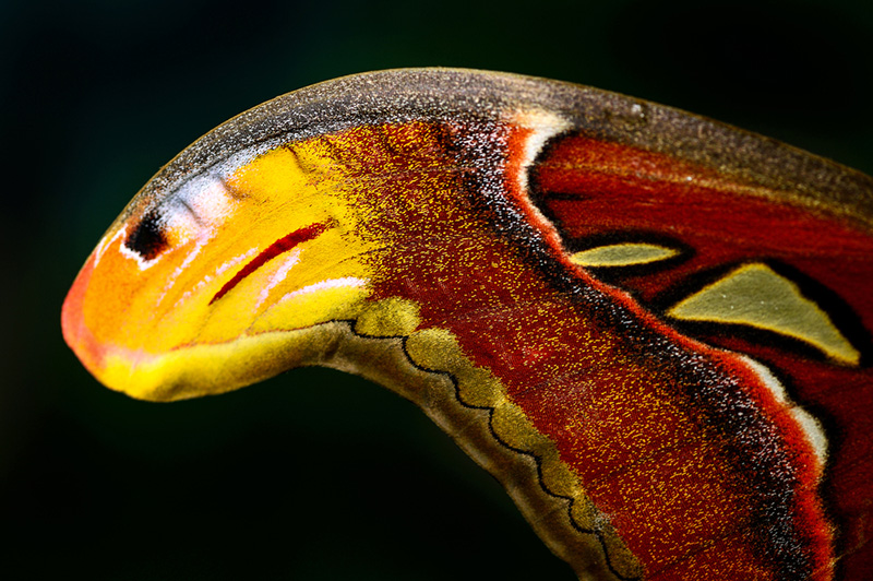 ภาพไวรัล 