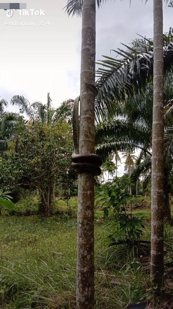 งูเหลือม