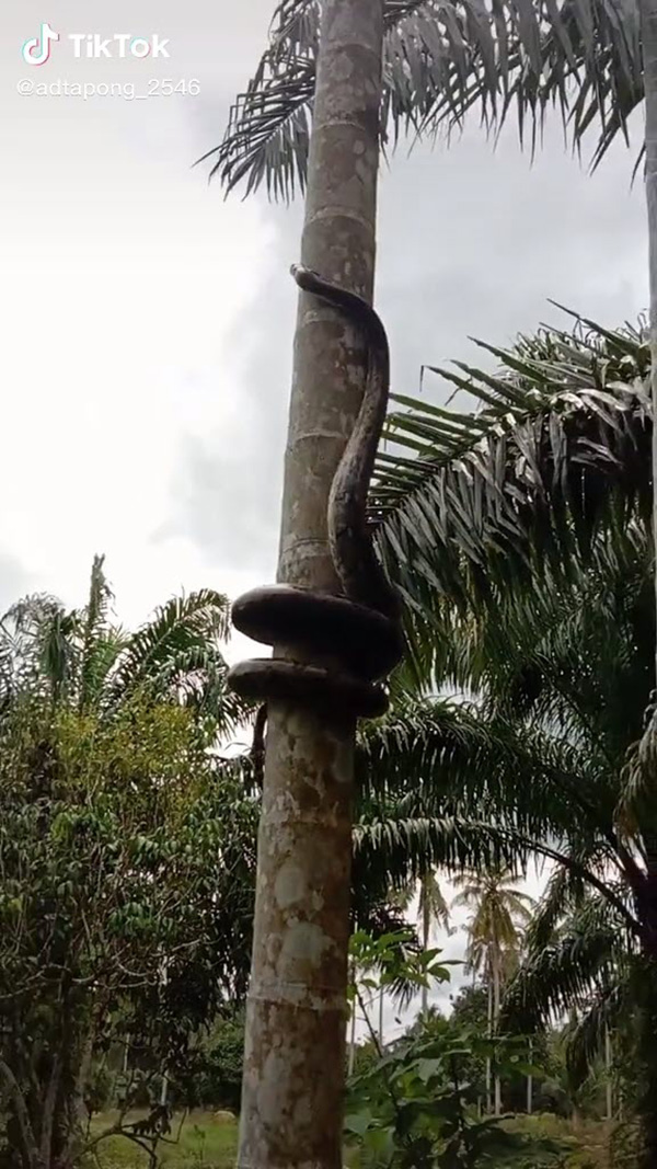 งูเหลือม