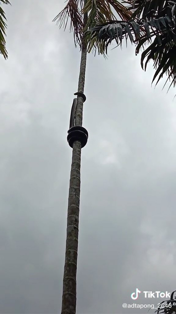 งูเหลือม