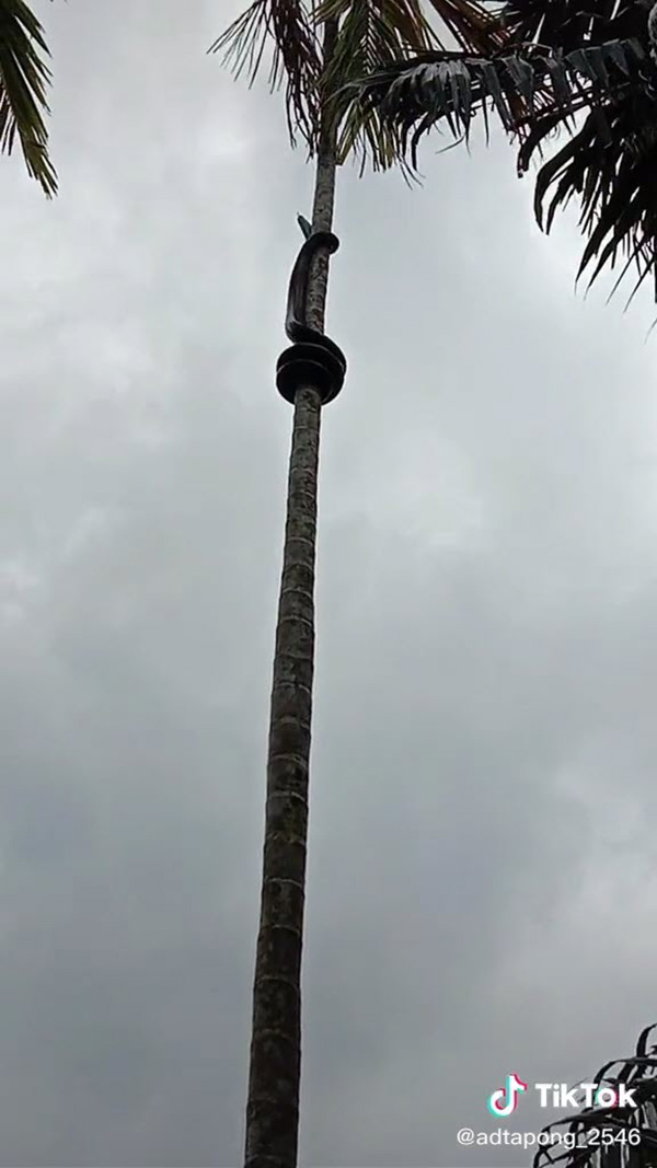 งูเหลือม