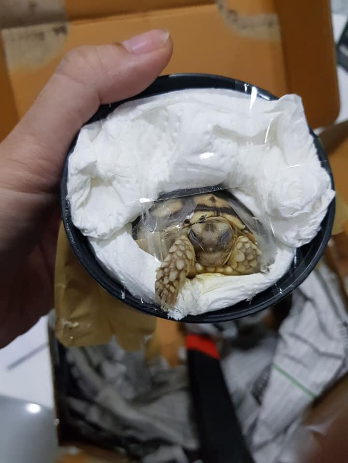 เต่าพันเทปใส