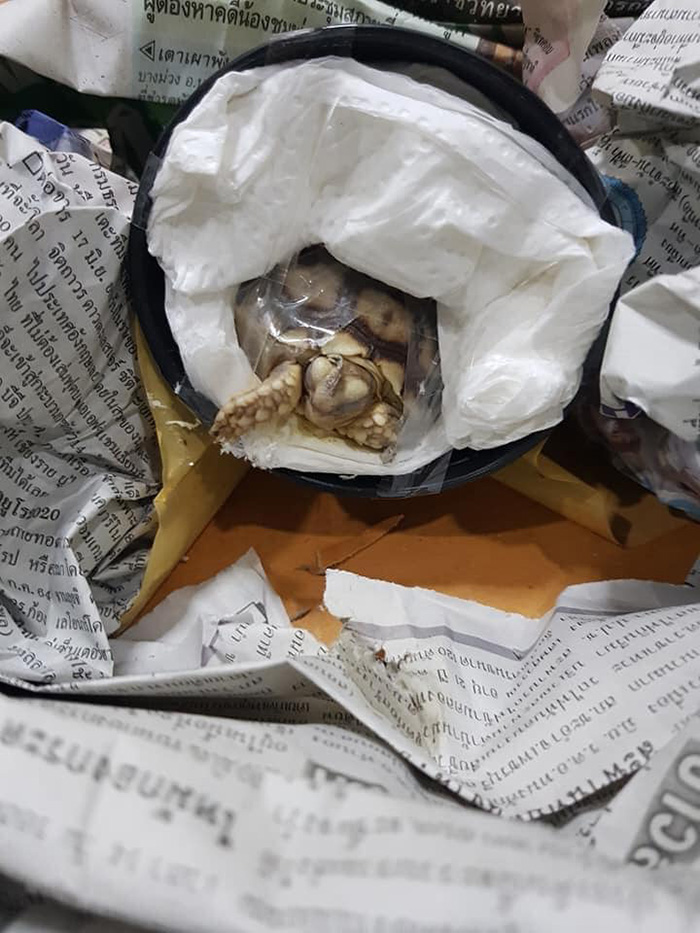 เต่าพันเทปใส