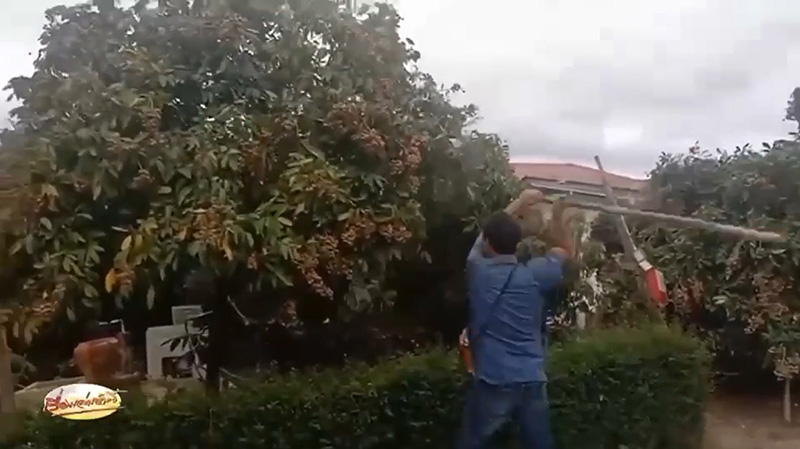 ชาวสวนสุดช้ำราคาลำไย