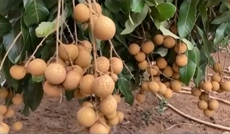 ชาวสวนสุดช้ำราคาลำไย