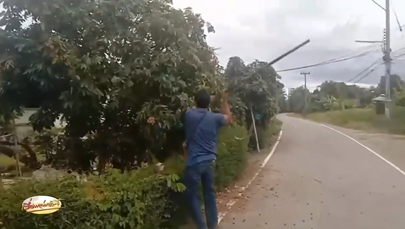 ชาวสวนสุดช้ำราคาลำไย