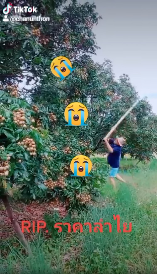 ชาวสวนสุดช้ำราคาลำไย