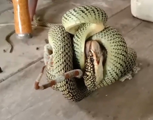 งูเขียวปะทะตุ๊กแก