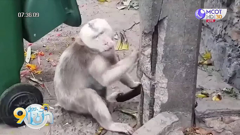 เตือนภัย ! นทท. โดนลิงเผือกเขาสามมุกกัดจมเขี้ยว