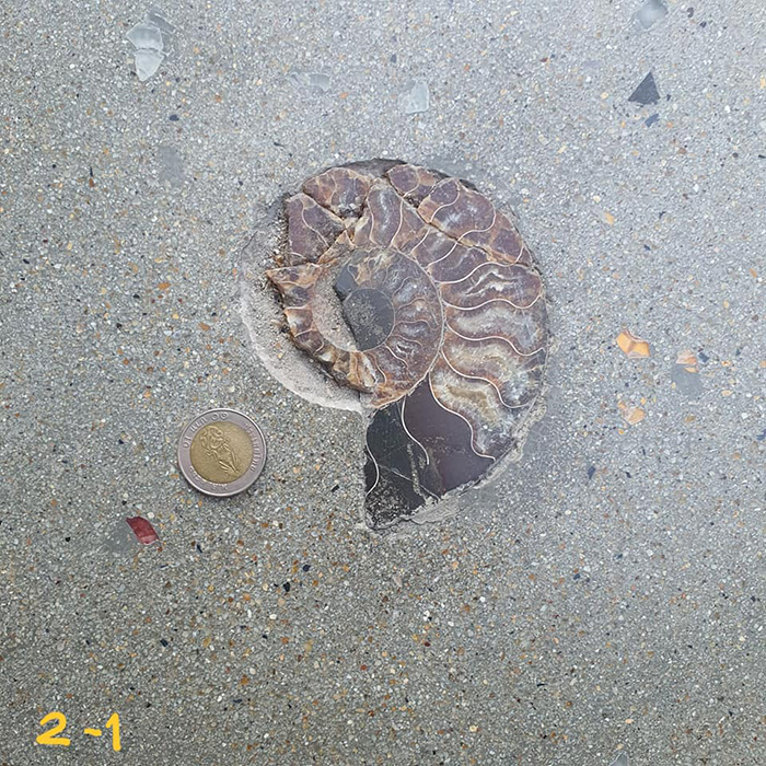 ไวรัลสาวเจอฟอสซิลหอย กลางสยาม