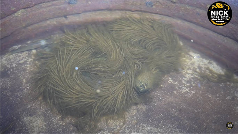 ไขปริศนาคลิปงูมีขน