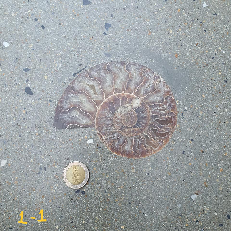 ไวรัลสาวเจอฟอสซิลหอย กลางสยาม