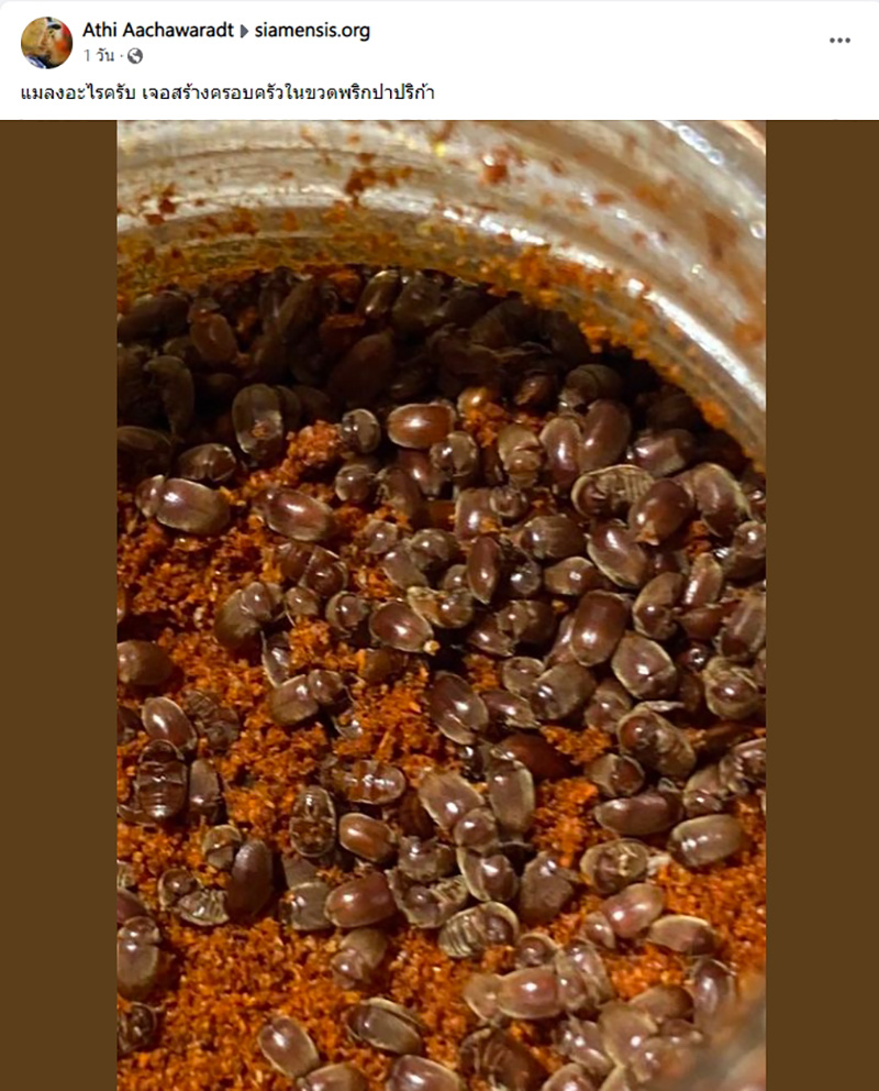 เปิดขวดพริกปาปริก้า เจอตัวอะไรไม่รู้ไต่ยั้วเยี้ย