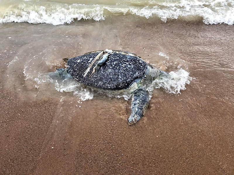 เต่าตนุ อายุ 20 ปี เกยตื้นตาย อึ้ง