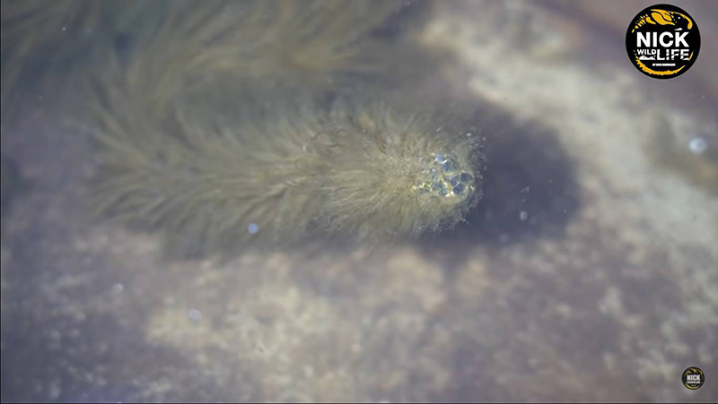 ไขปริศนาคลิปงูมีขน