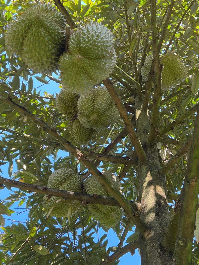 ประกาศขายบ้านชวนอึ้ง บ้านหลังโต พร้อมสวนทุเรียน 