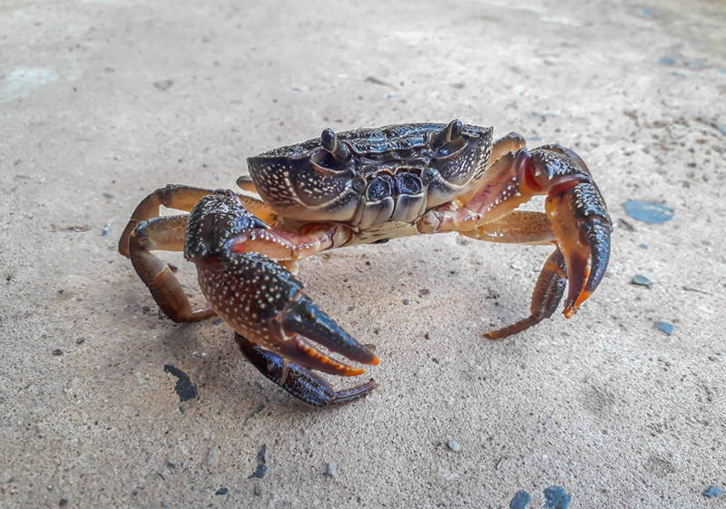 พ่อยัวะจัด คว้าปูเข้าปากกินทั้งเป็น แก้แค้นหนีบลูก