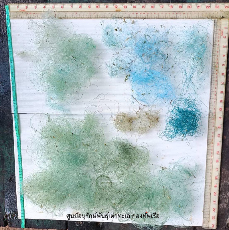 เต่าตนุ อายุ 20 ปี เกยตื้นตาย อึ้ง