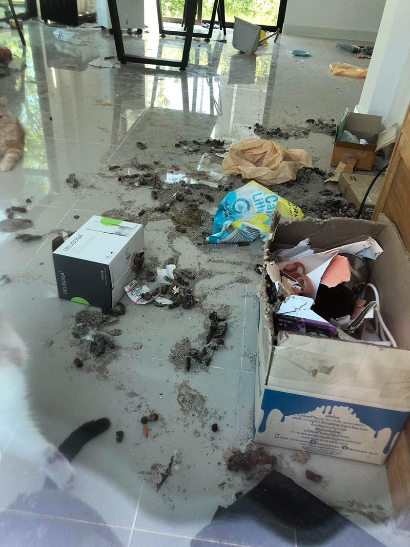 คนเช่าชิ่งค่าบ้าน ปล่อยสภาพสุดเละ แถมทิ้งแมวไว้ 5 ตัว