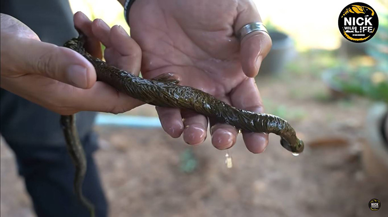 ไขปริศนาคลิปงูมีขน