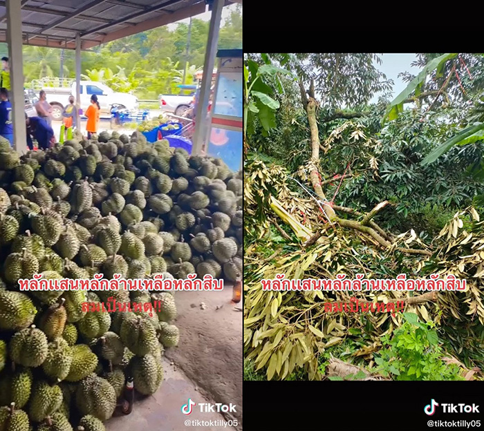 ทุเรียน 5 บาท 