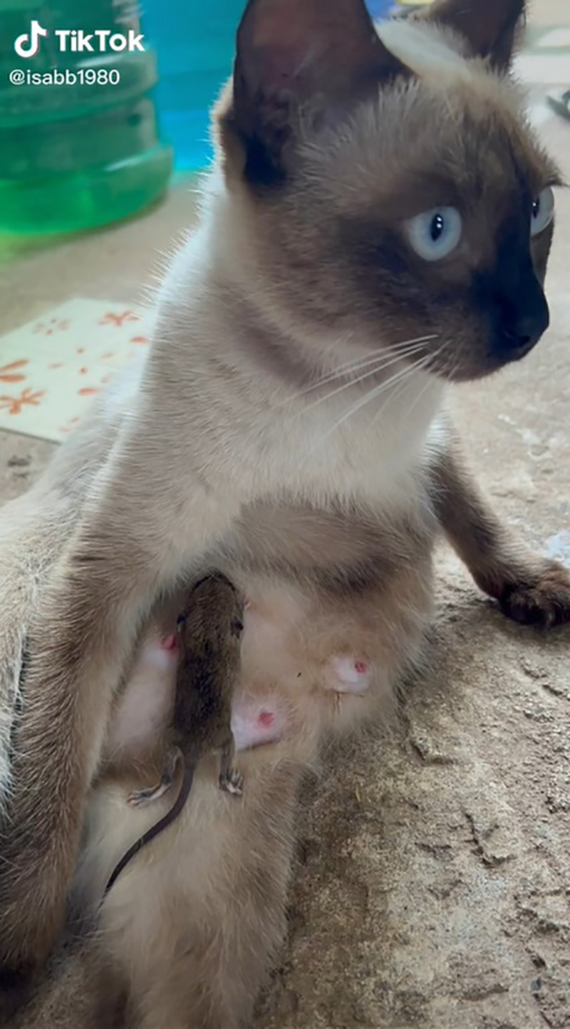 เหมียวแม่ลูกอ่อนเลี้ยงลูกหนูตัวจิ๋ว 