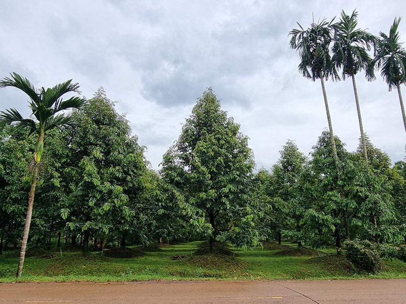 ประกาศขายบ้านชวนอึ้ง บ้านหลังโต พร้อมสวนทุเรียน 