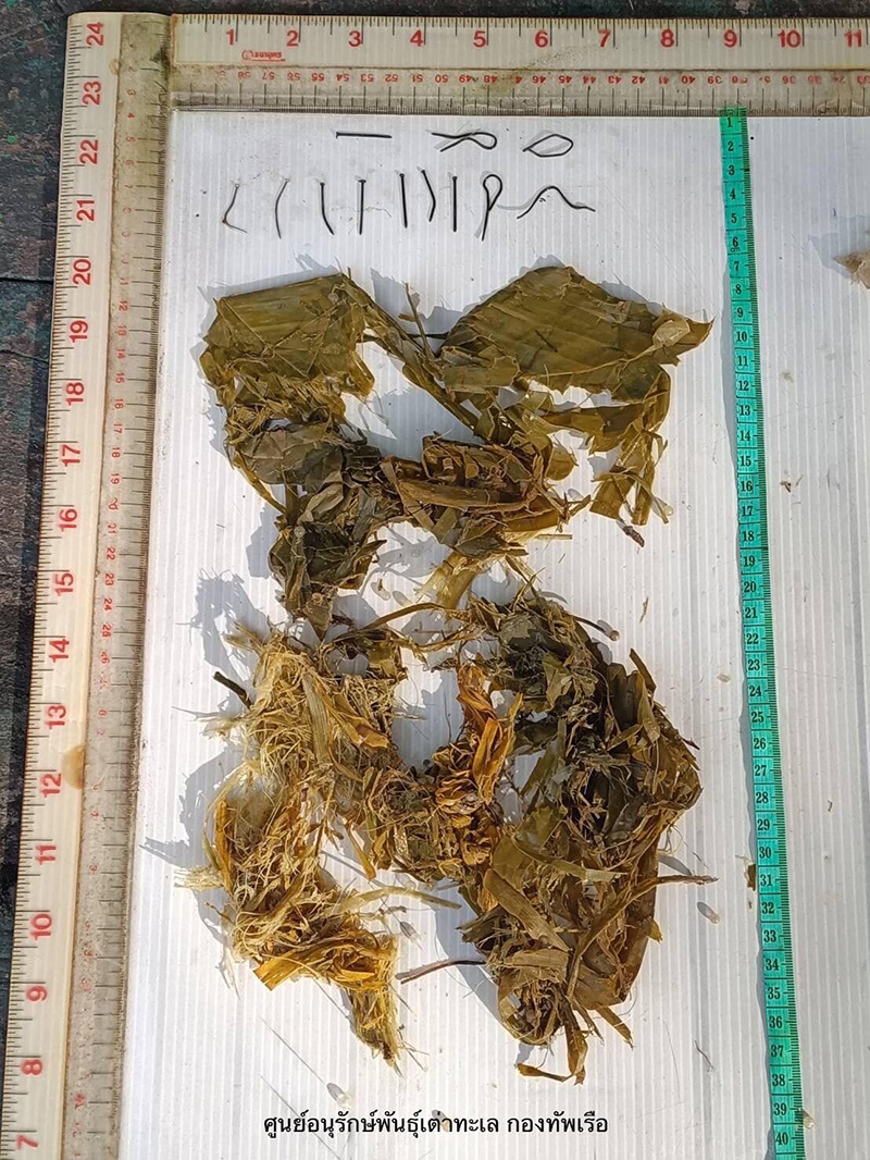 เต่าตนุ อายุ 20 ปี เกยตื้นตาย อึ้ง